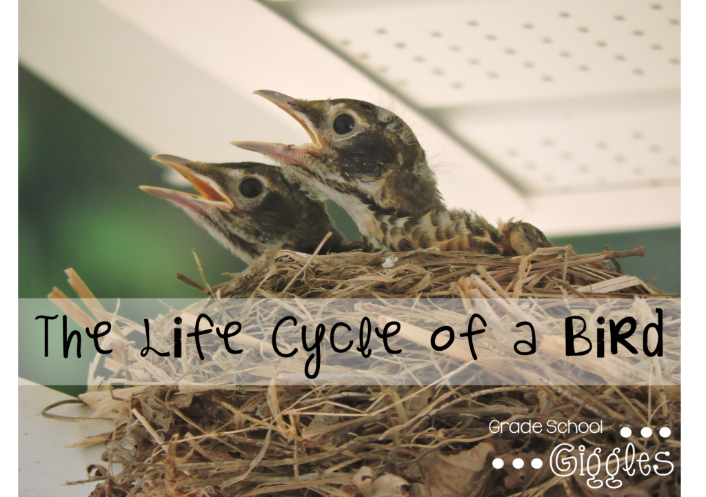 Life Cycle of a Bird