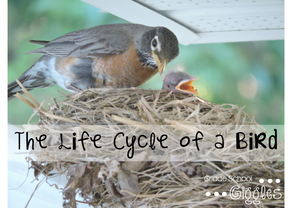 The Life Cycle of a Bird