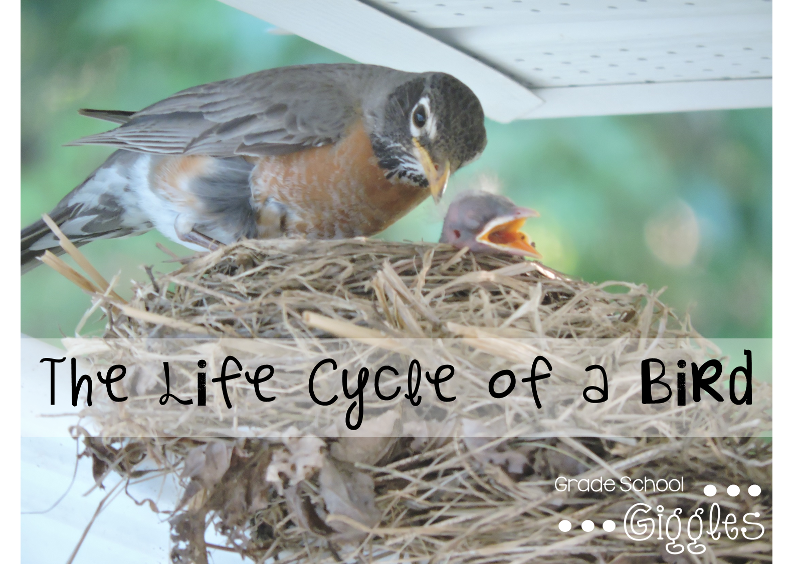 bird cycles