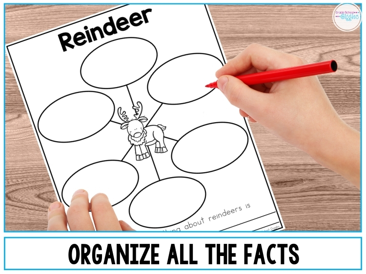 Reindeer Facts Graphic Organizer
