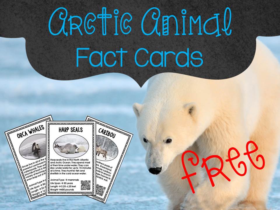 Arctic Animals - Grade School Giggles