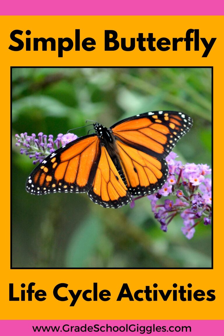 7 Simple Butterfly Life Cycle Activities For Kids